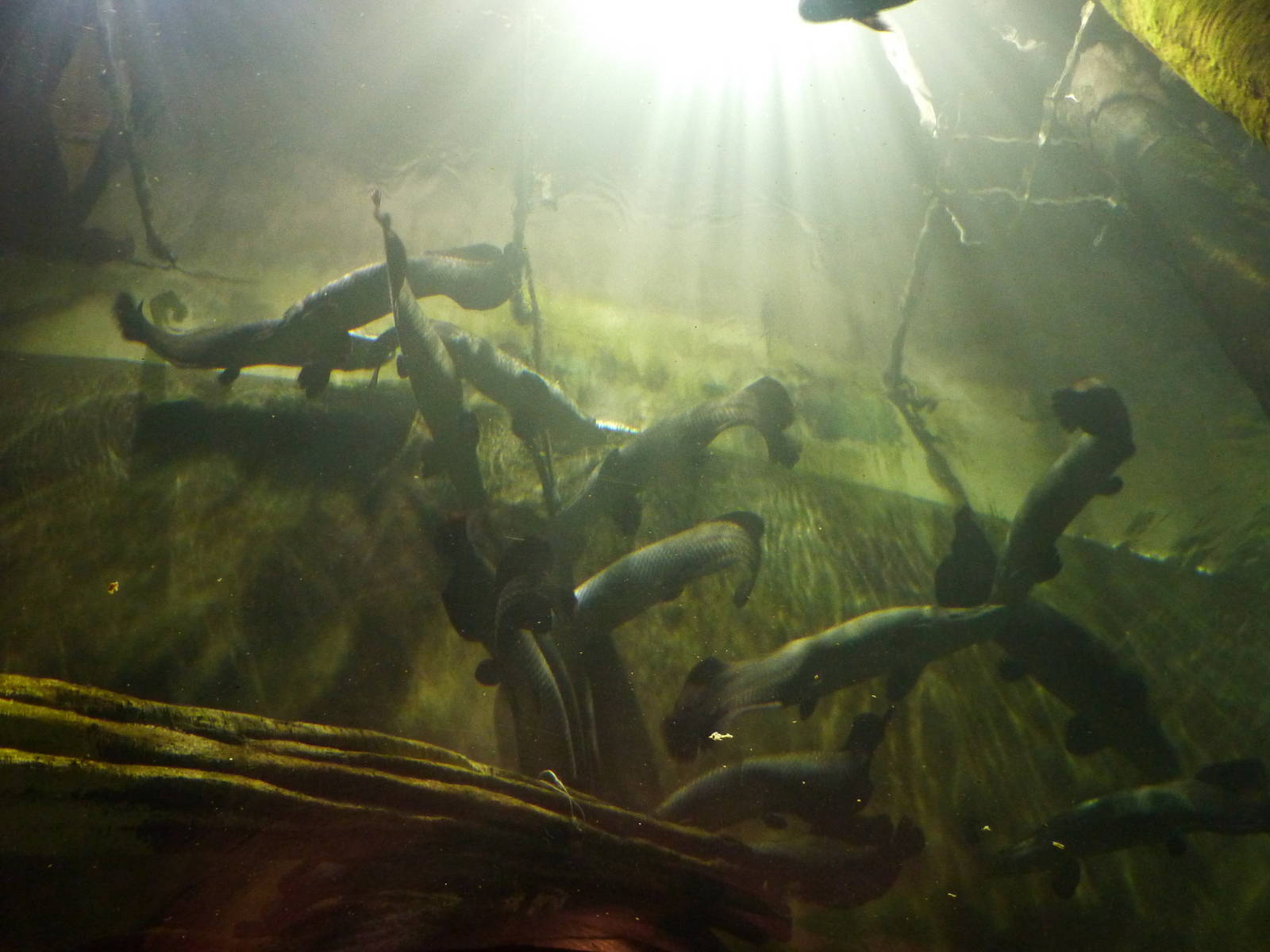 Arapaima group, 10th April 2012