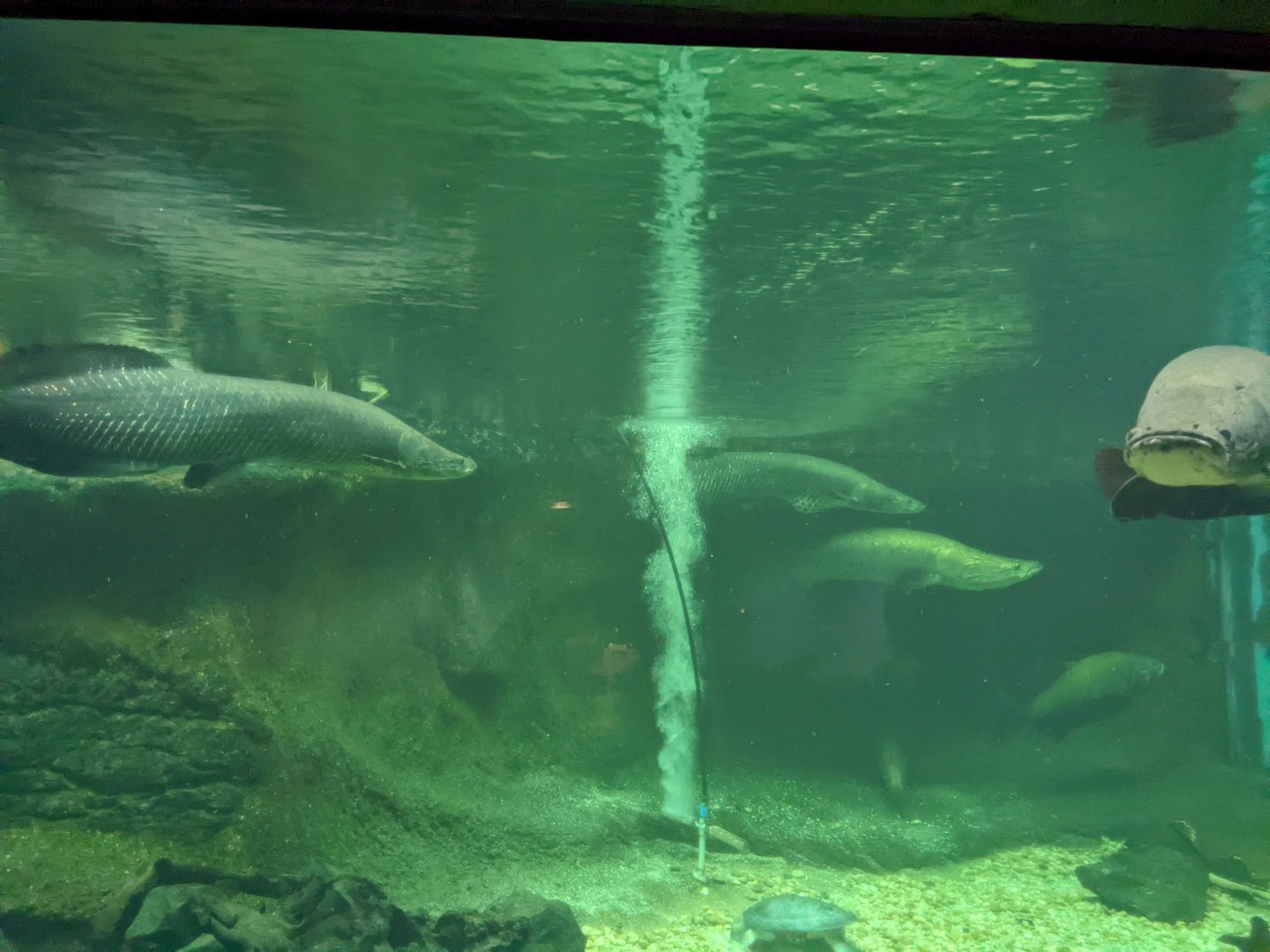 Arapaima in Amazonia