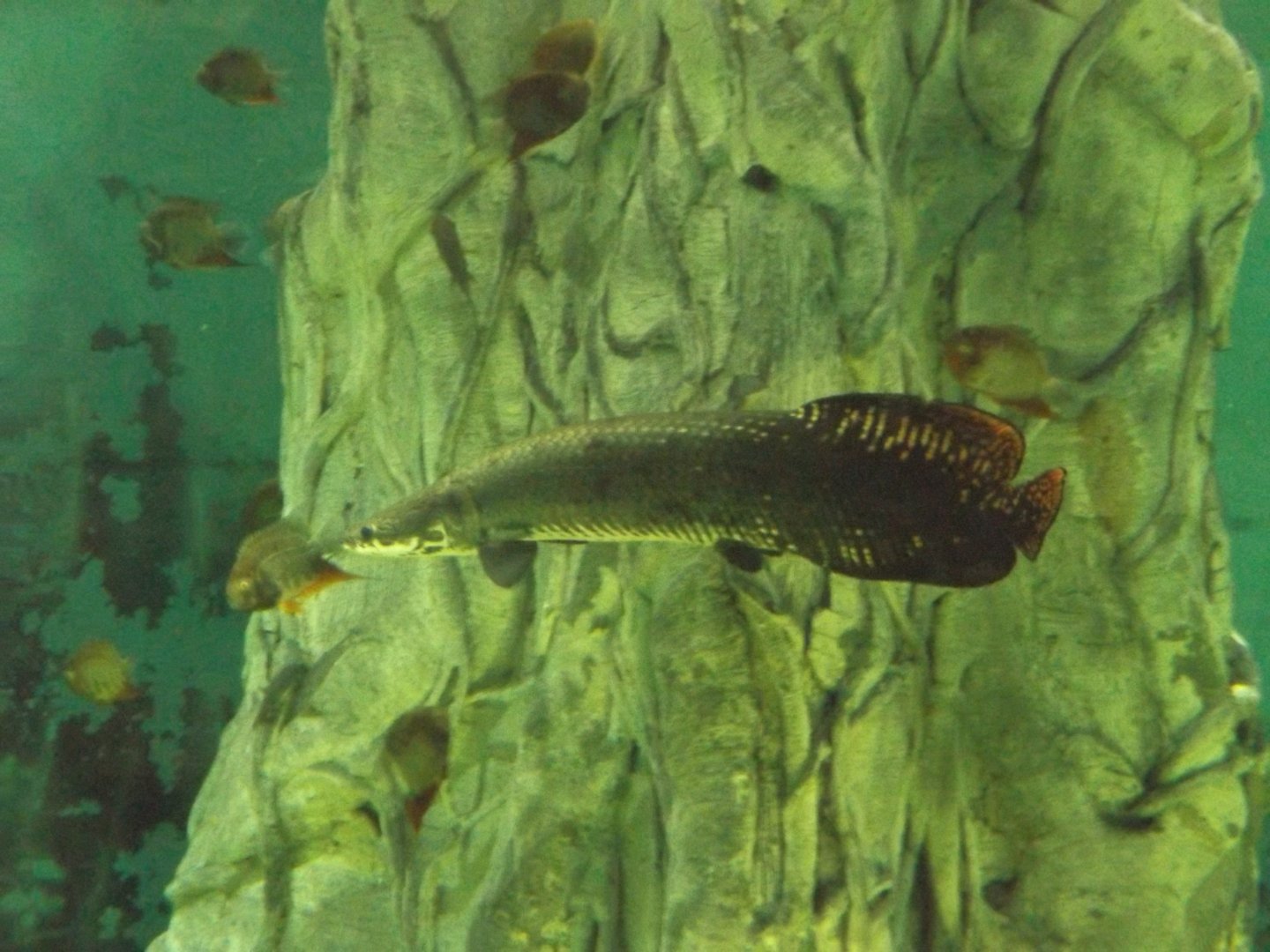 Arapaima (New in 2020)