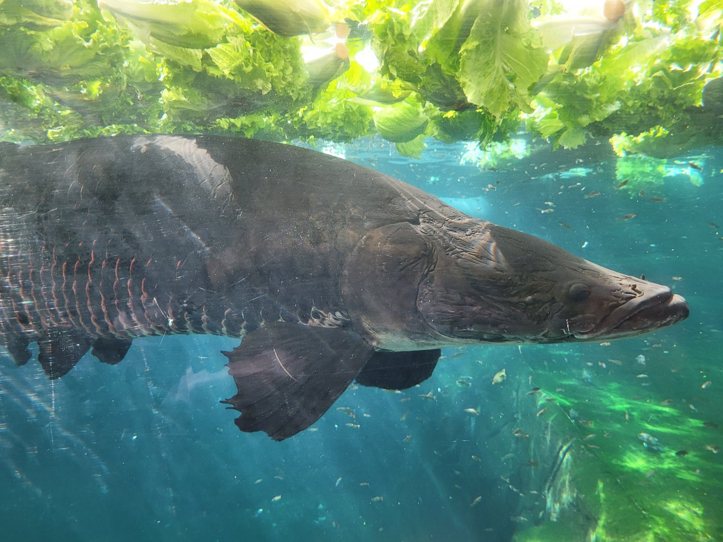 Arapaima -Parc Zoologique de Paris (2022)