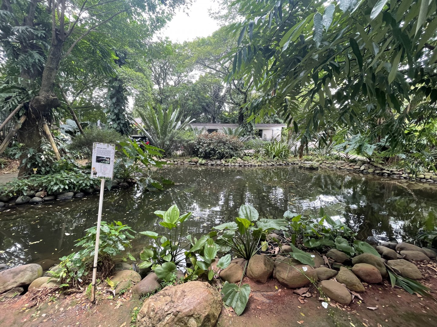 arapaima pond