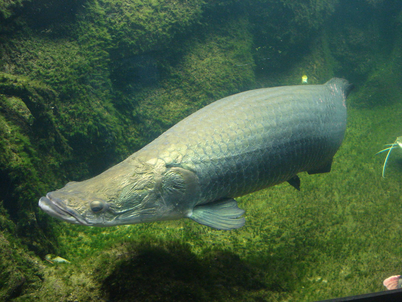 Arapaima, september 2008