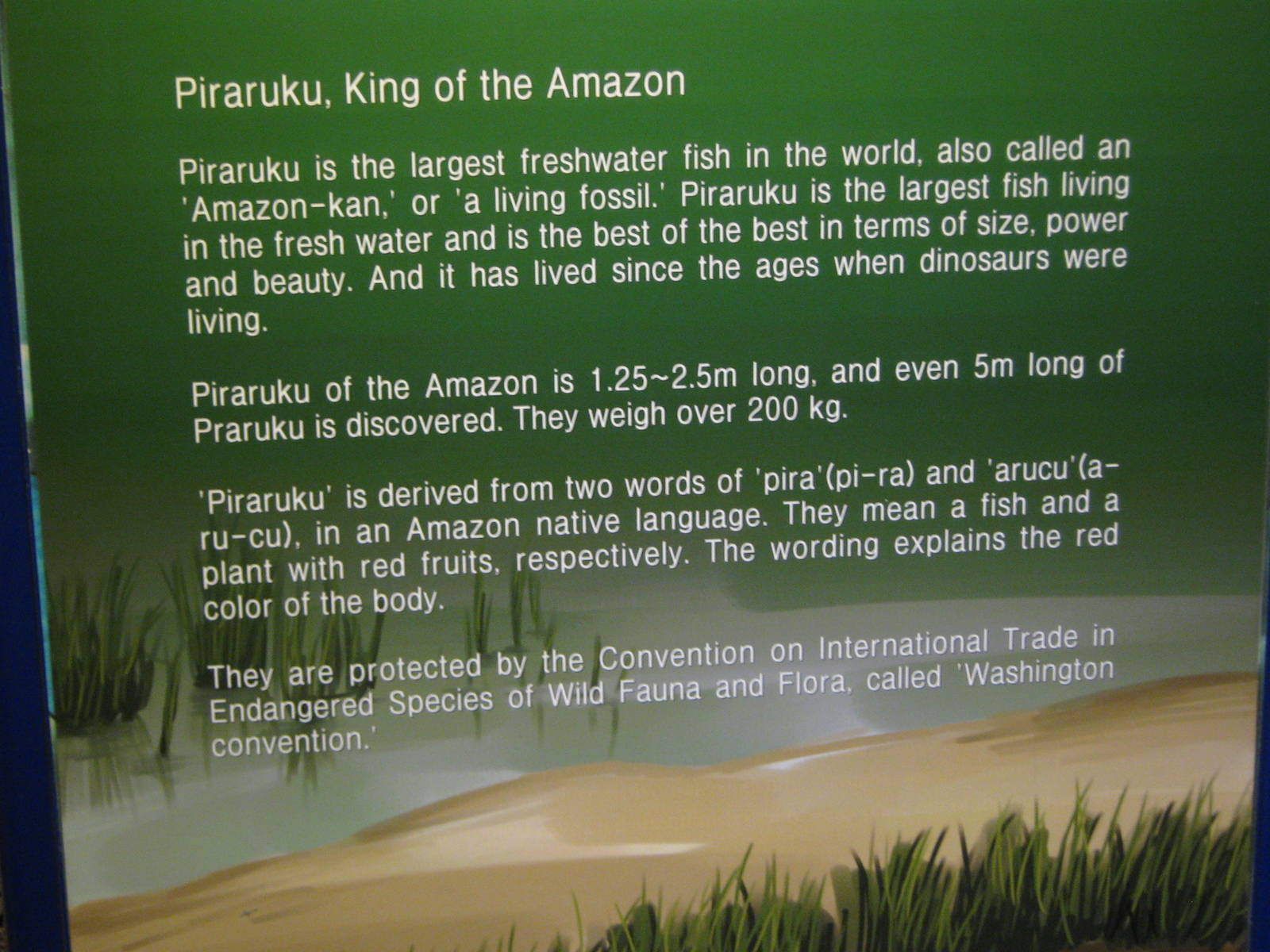 arapaima signage (in English!!)