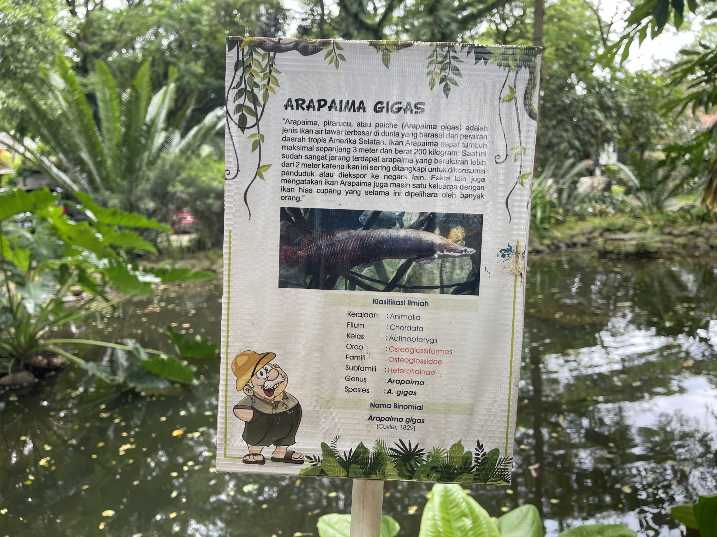 arapaima signage