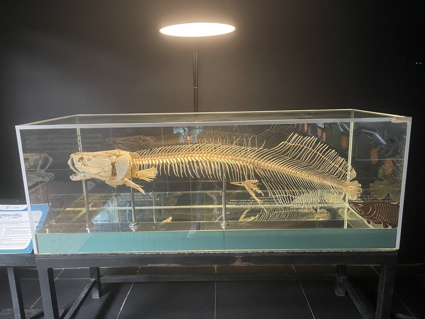 arapaima skull - dunia air tawar