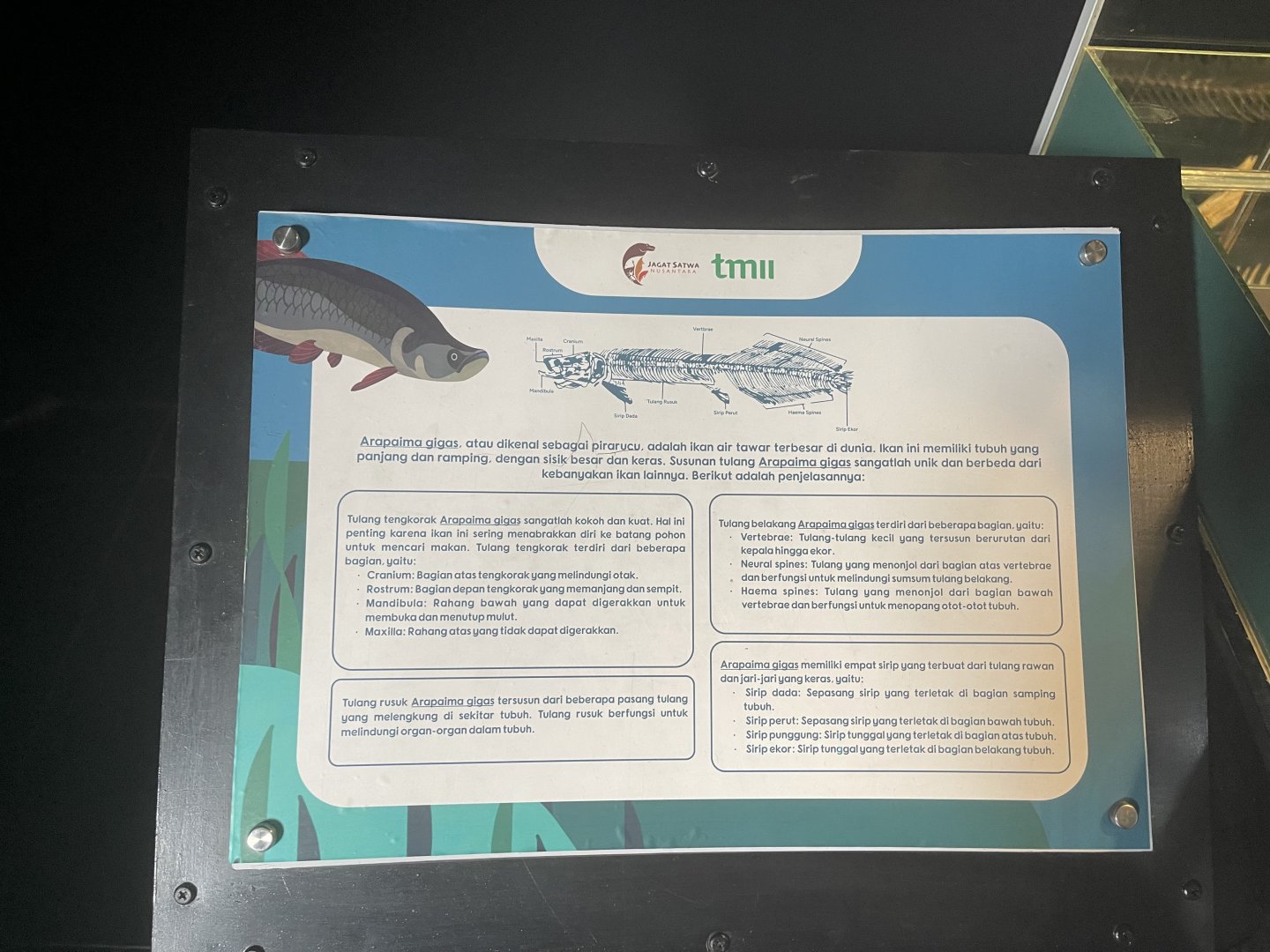 arapaima skull signage - dunia air tawar