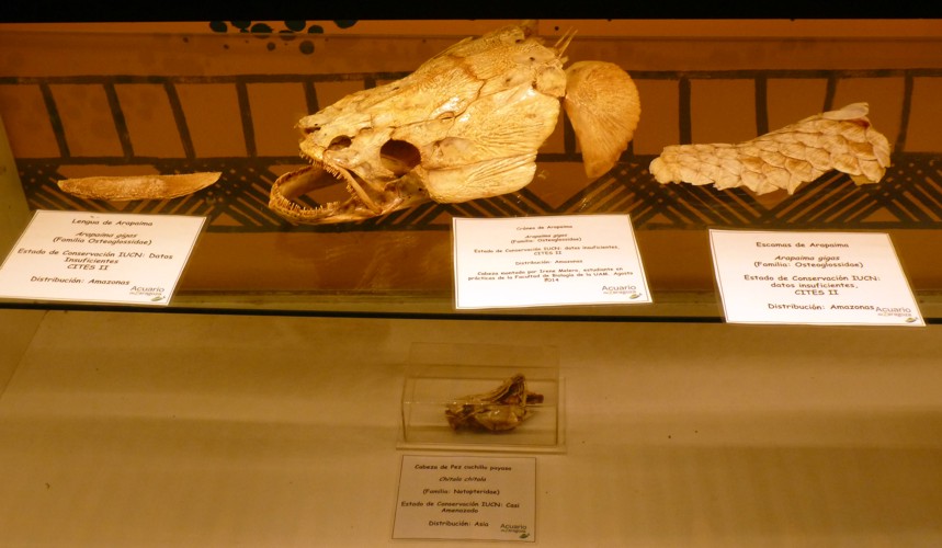 Arapaima skull, tongue and skin