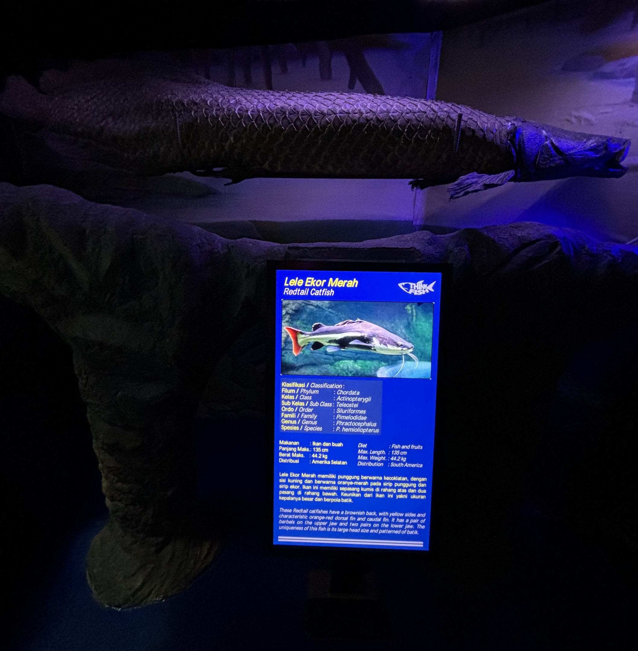 Arapaima Specimen