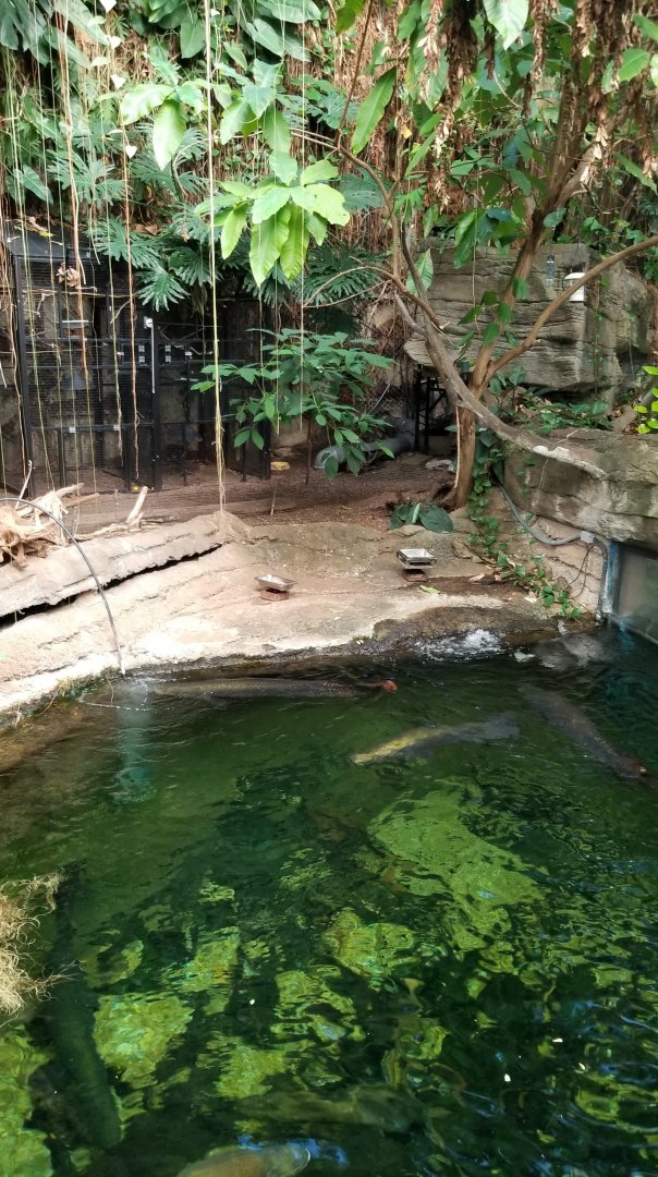 Arapaima tank from above, Amazonia
