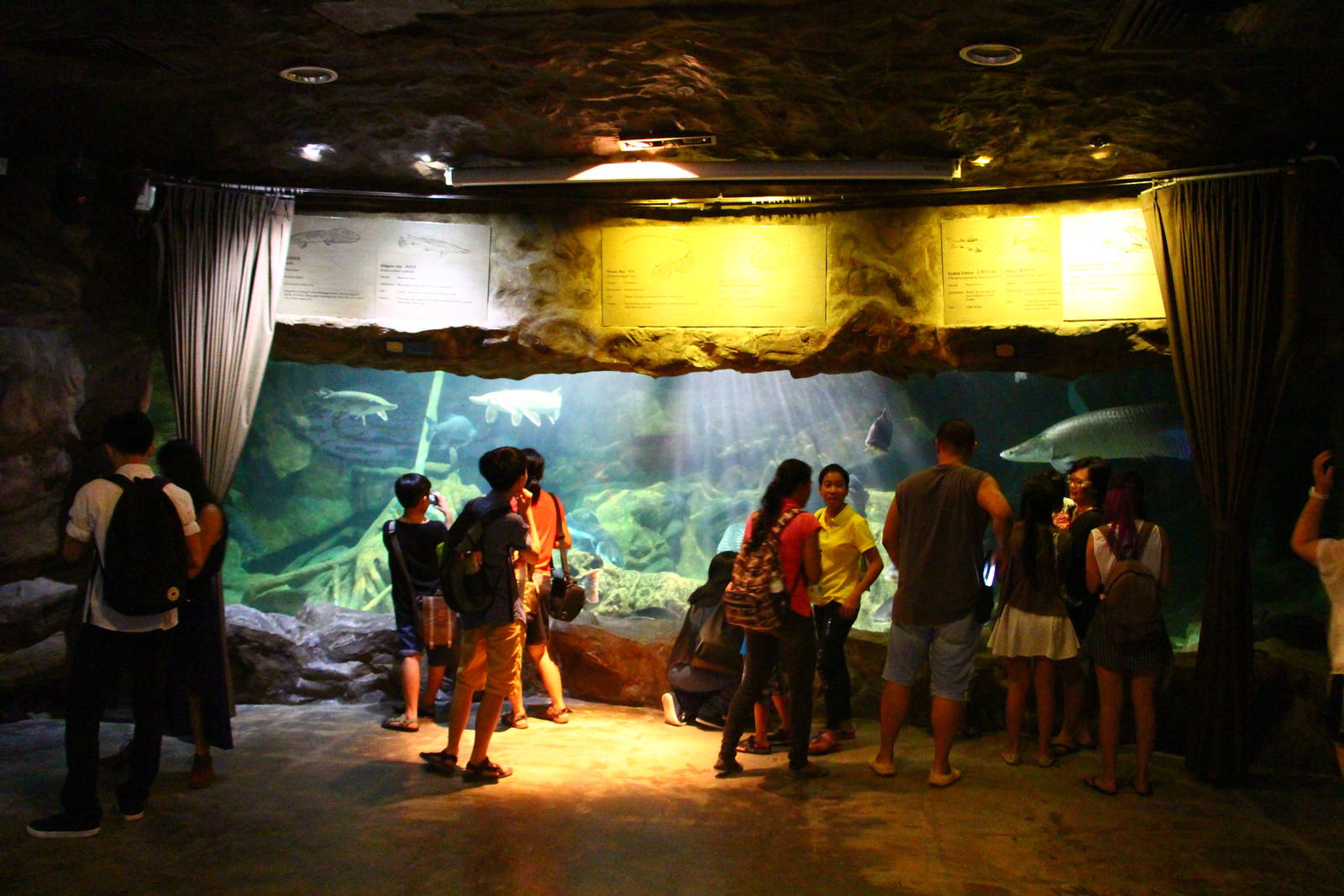 Arapaima Tank in Living Fossils Gallery