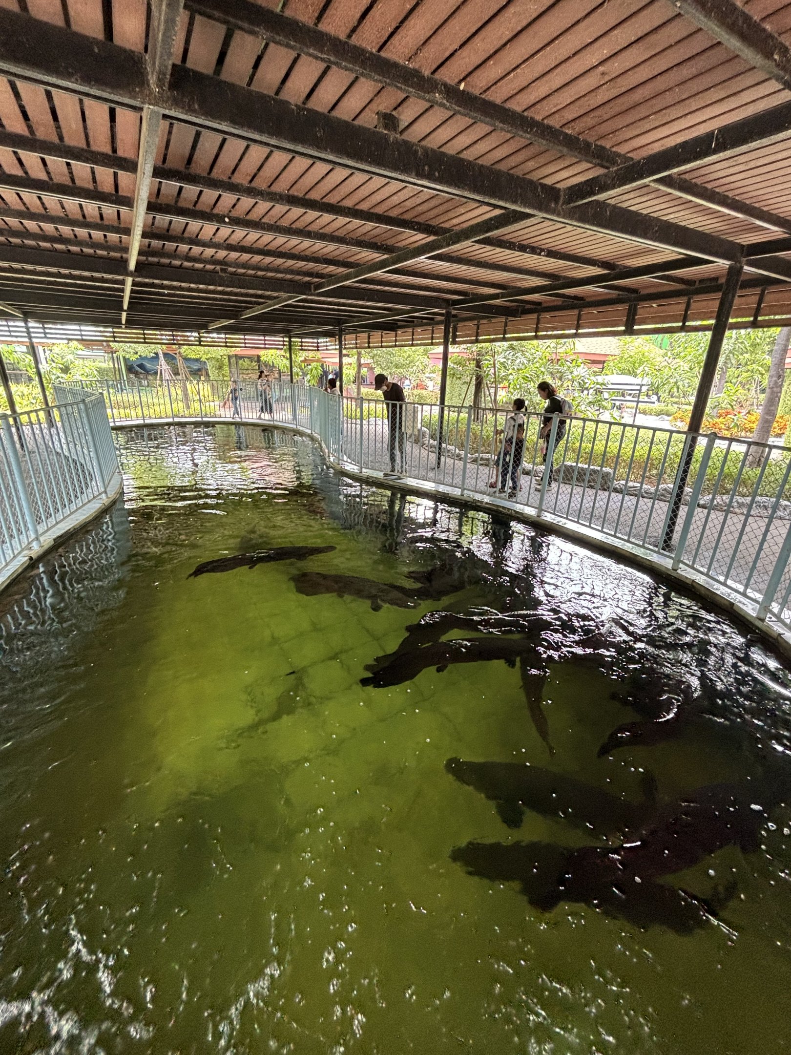 Arapaima Tank - Lion Park