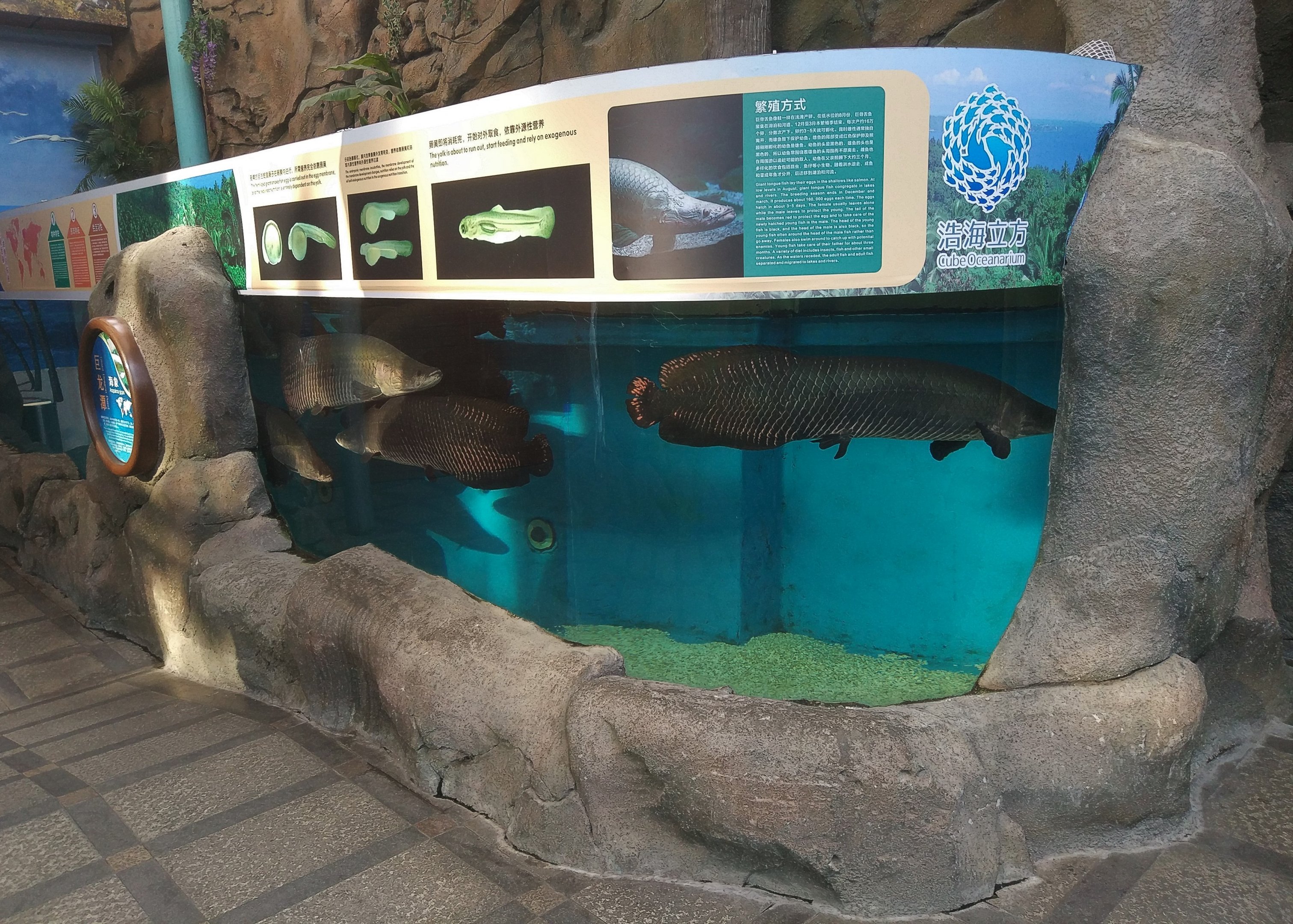 Arapaima Tank