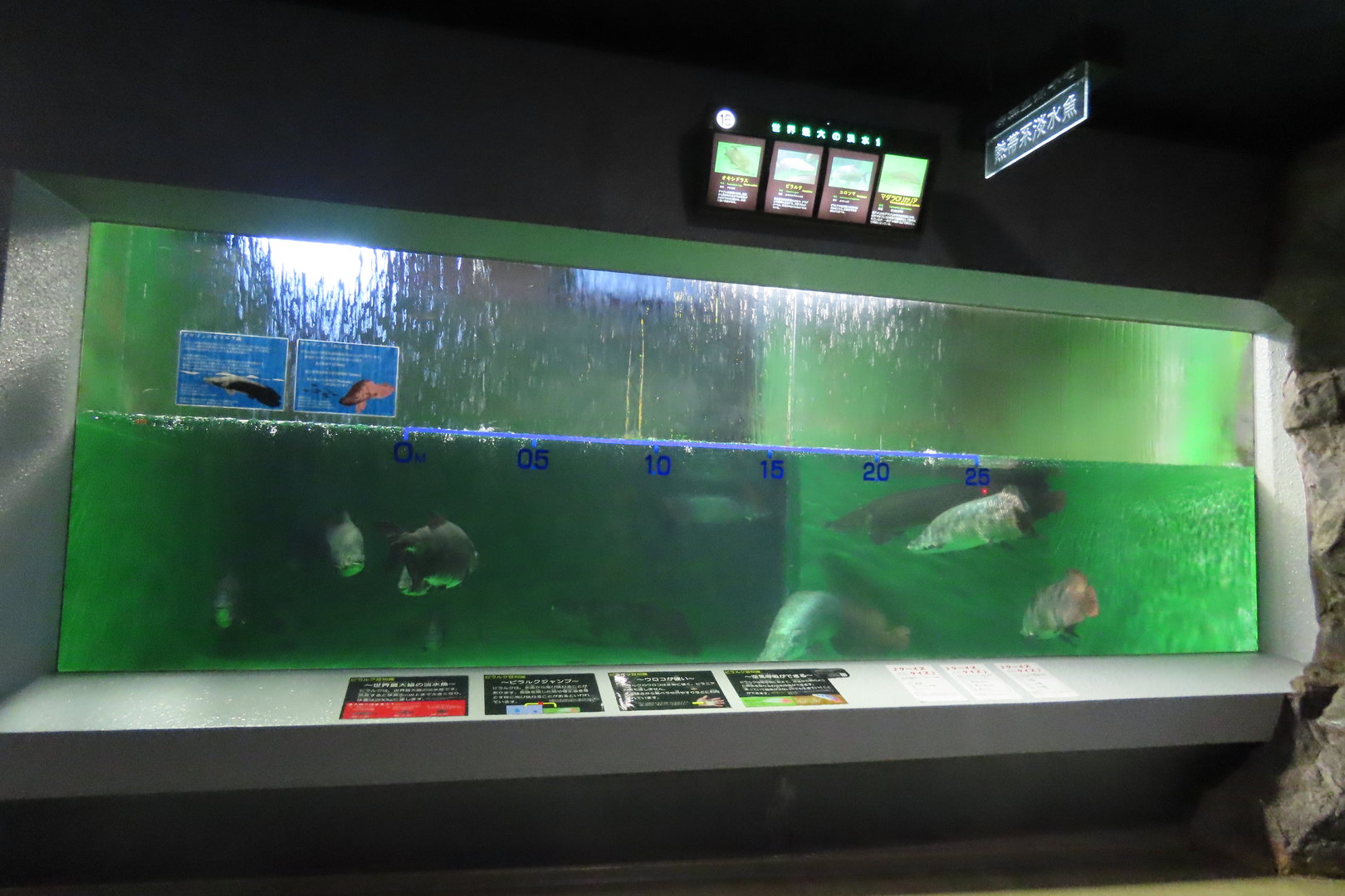Arapaima tank