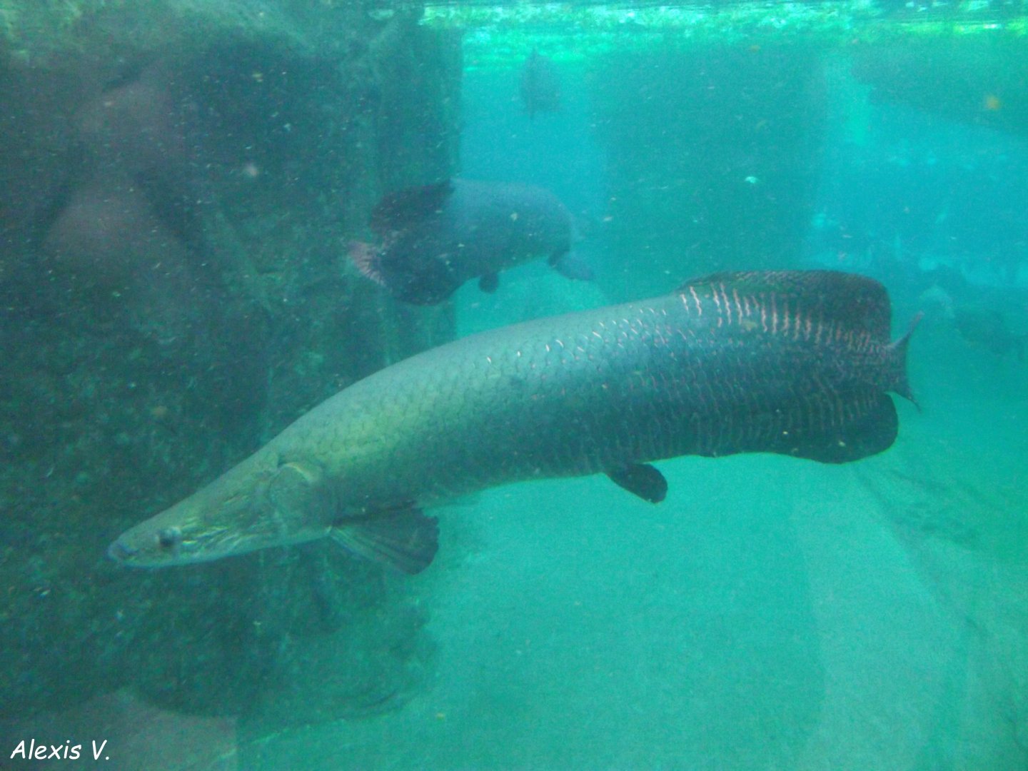 Arapaima - Zooparc de Beauval - 10/2020