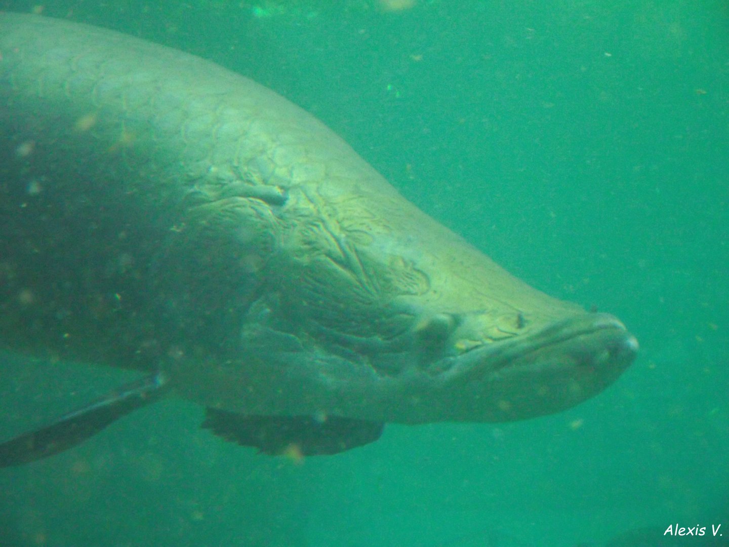 Arapaima - Zooparc de Beauval - 11/2021