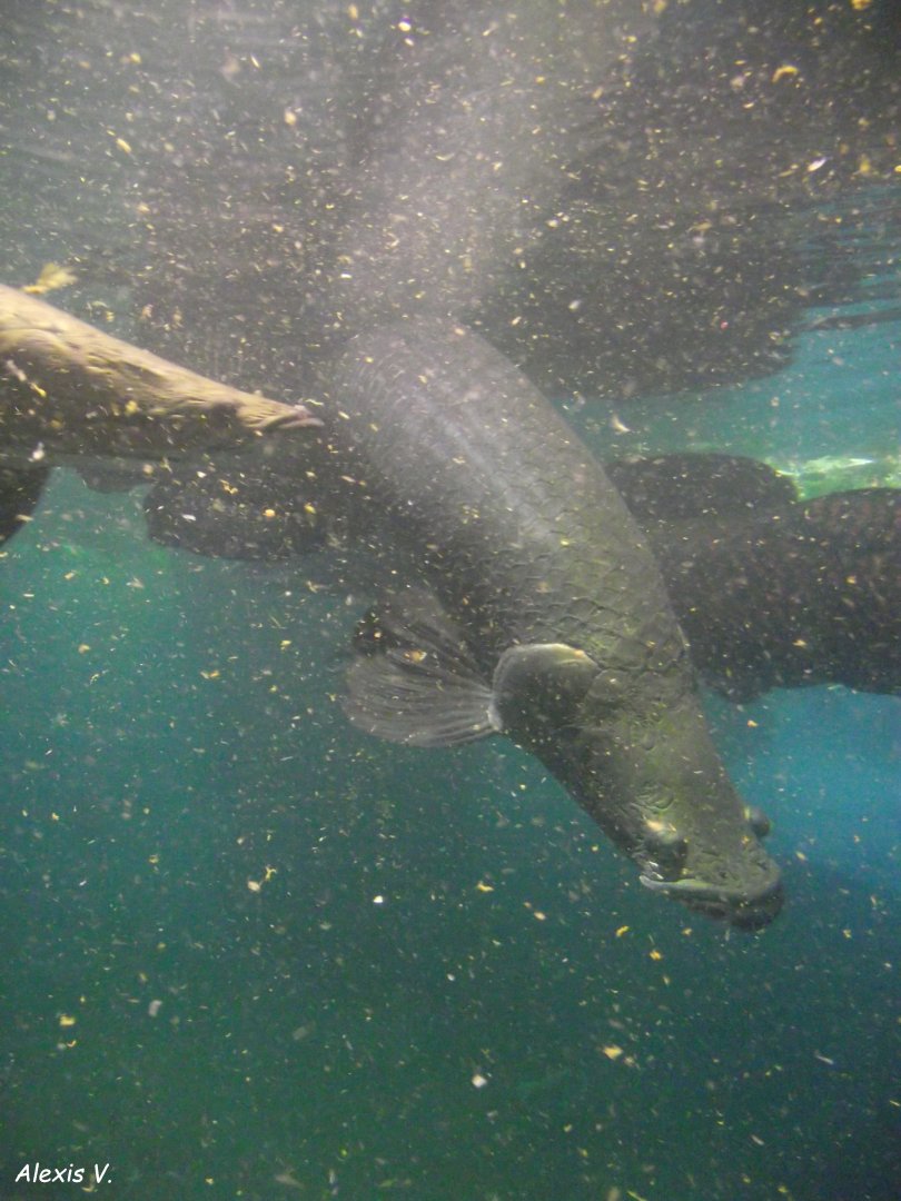 Arapaima - Zooparc de Beauval - 12/01/2025