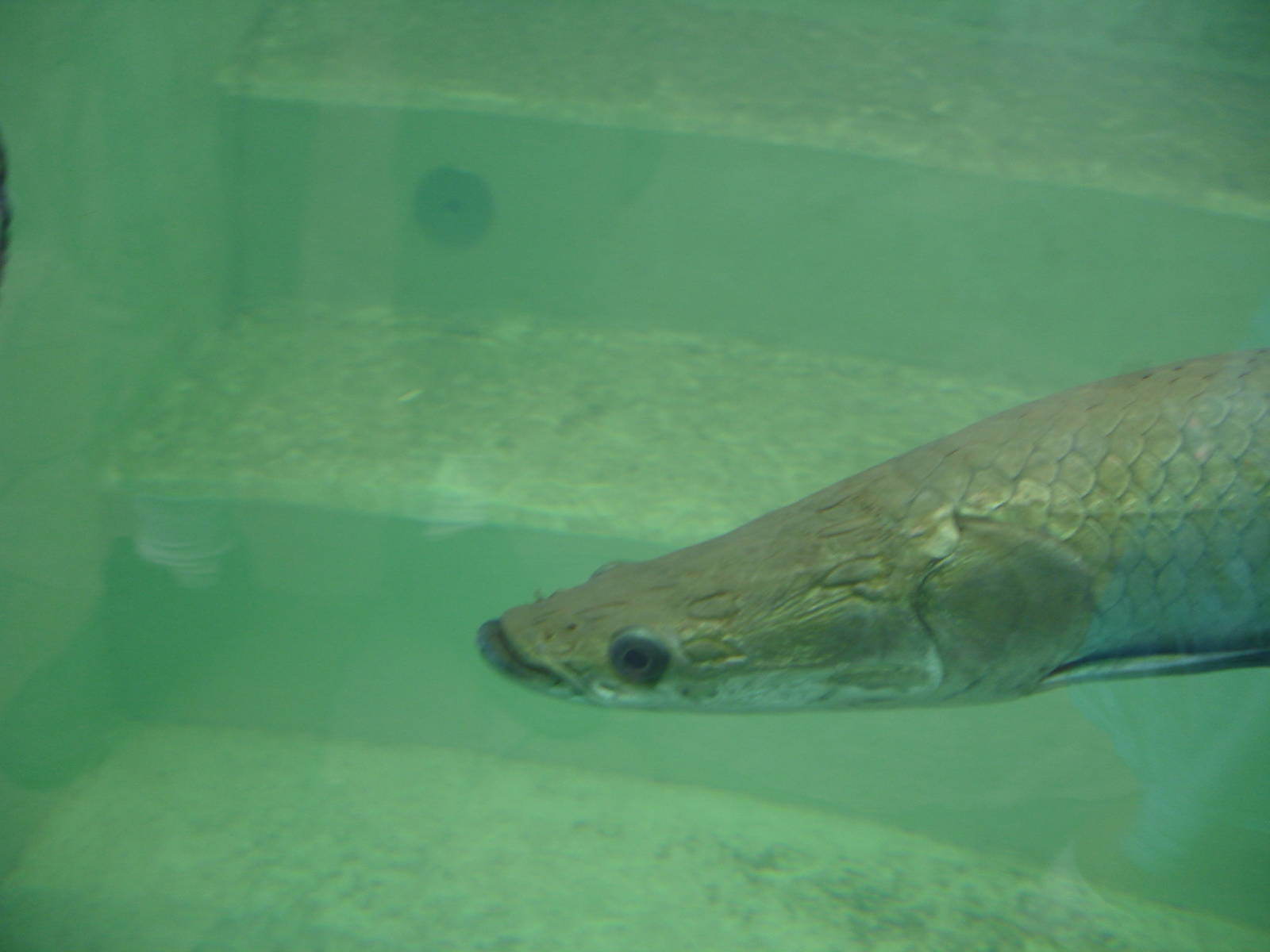 Arapaima