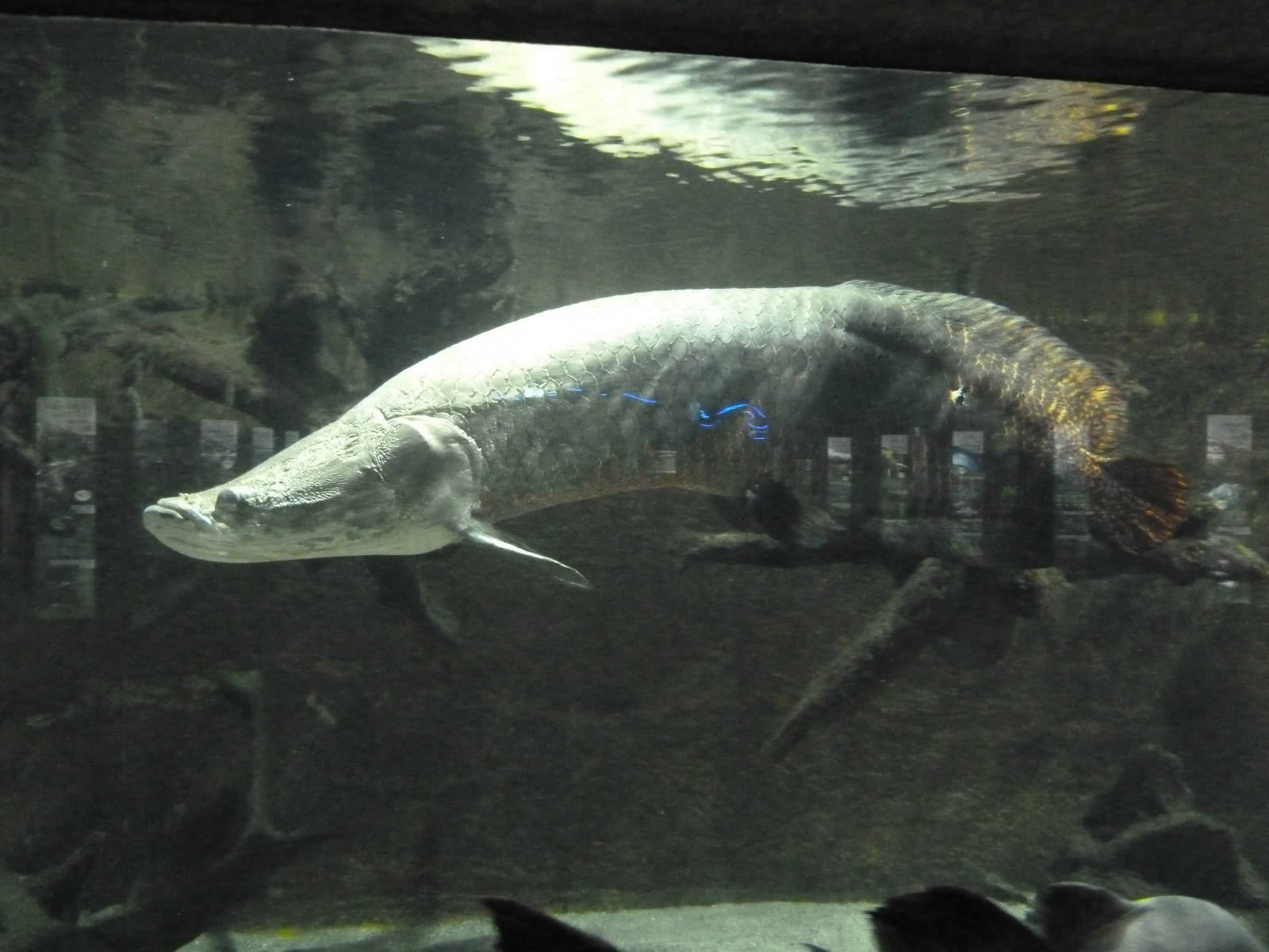 Arapaima
