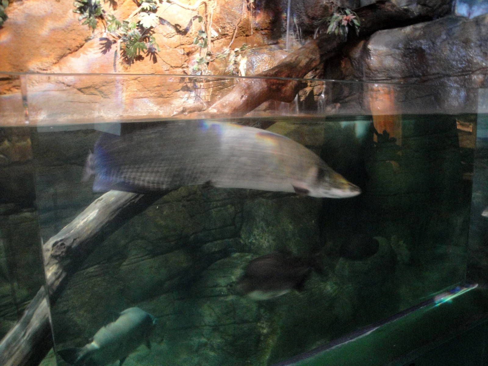 Arapaima