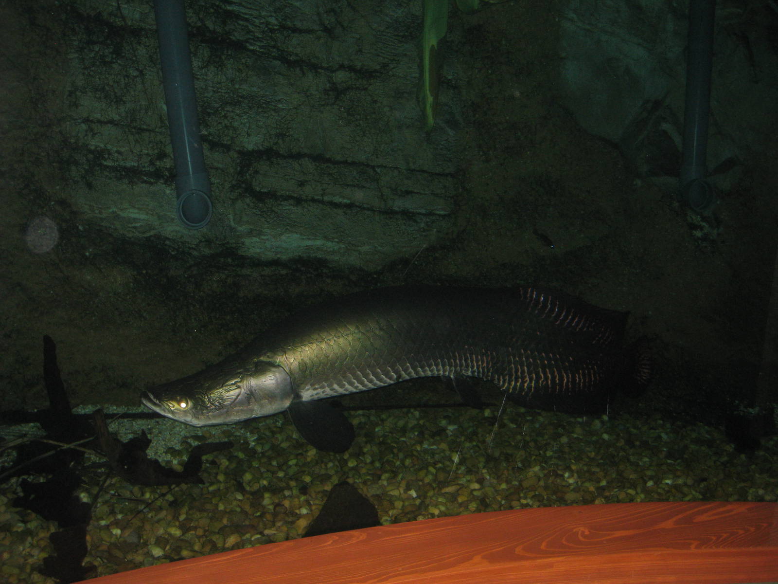 Arapaima