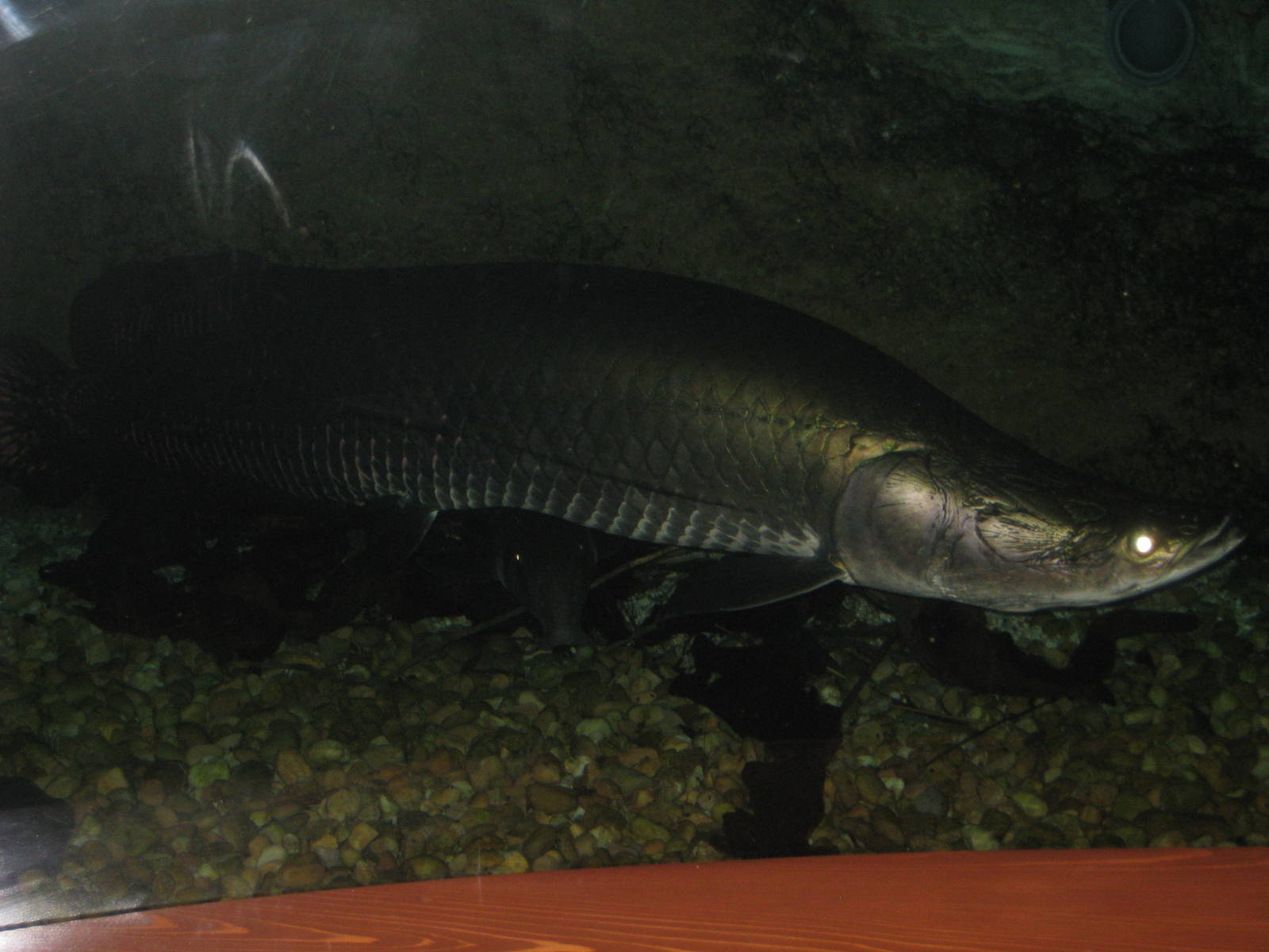 Arapaima