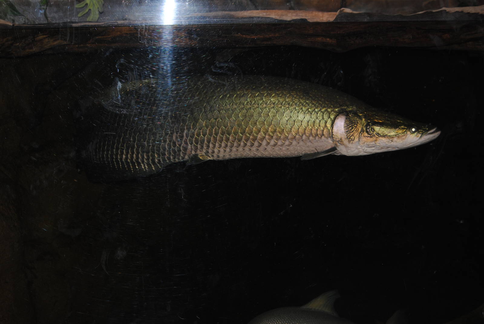 arapaima