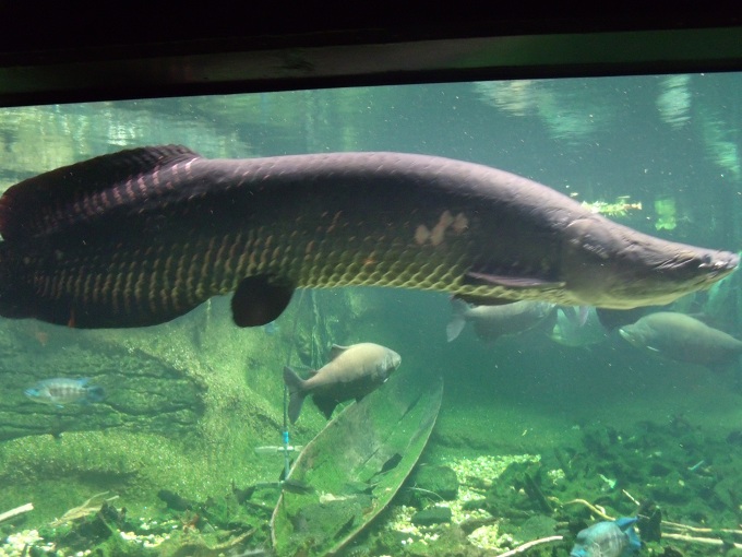 Arapaima