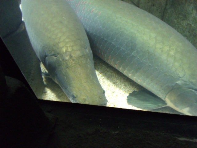 Arapaima