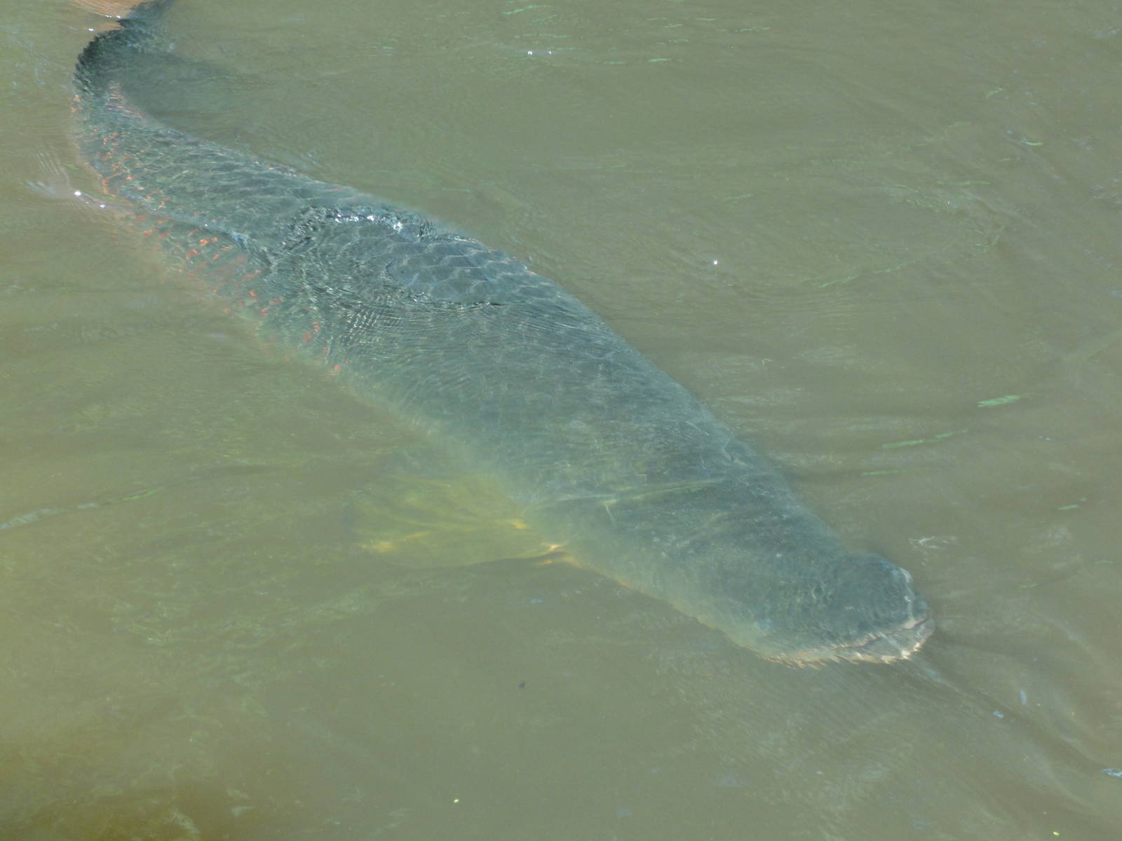 Arapaima