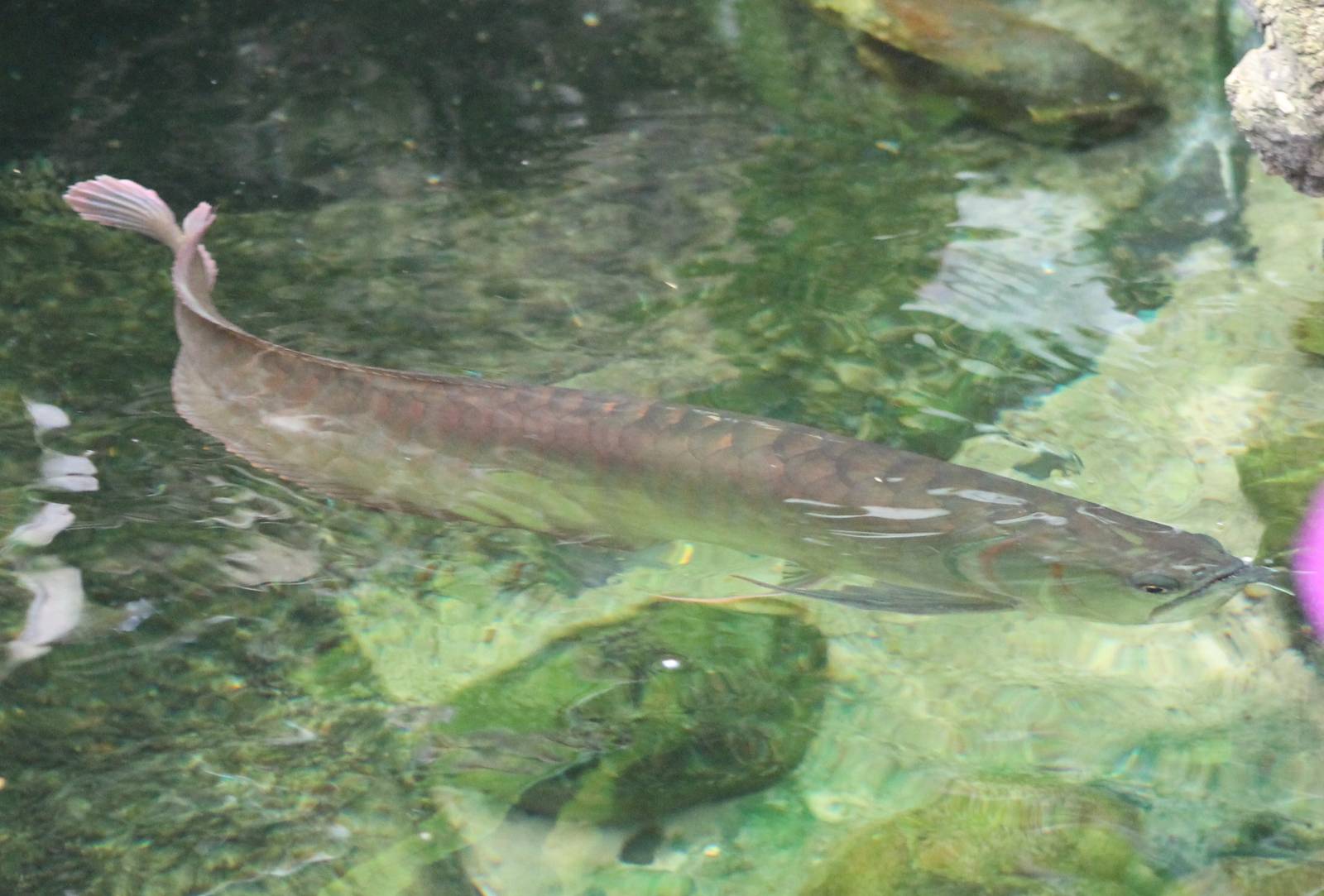 Arapaima