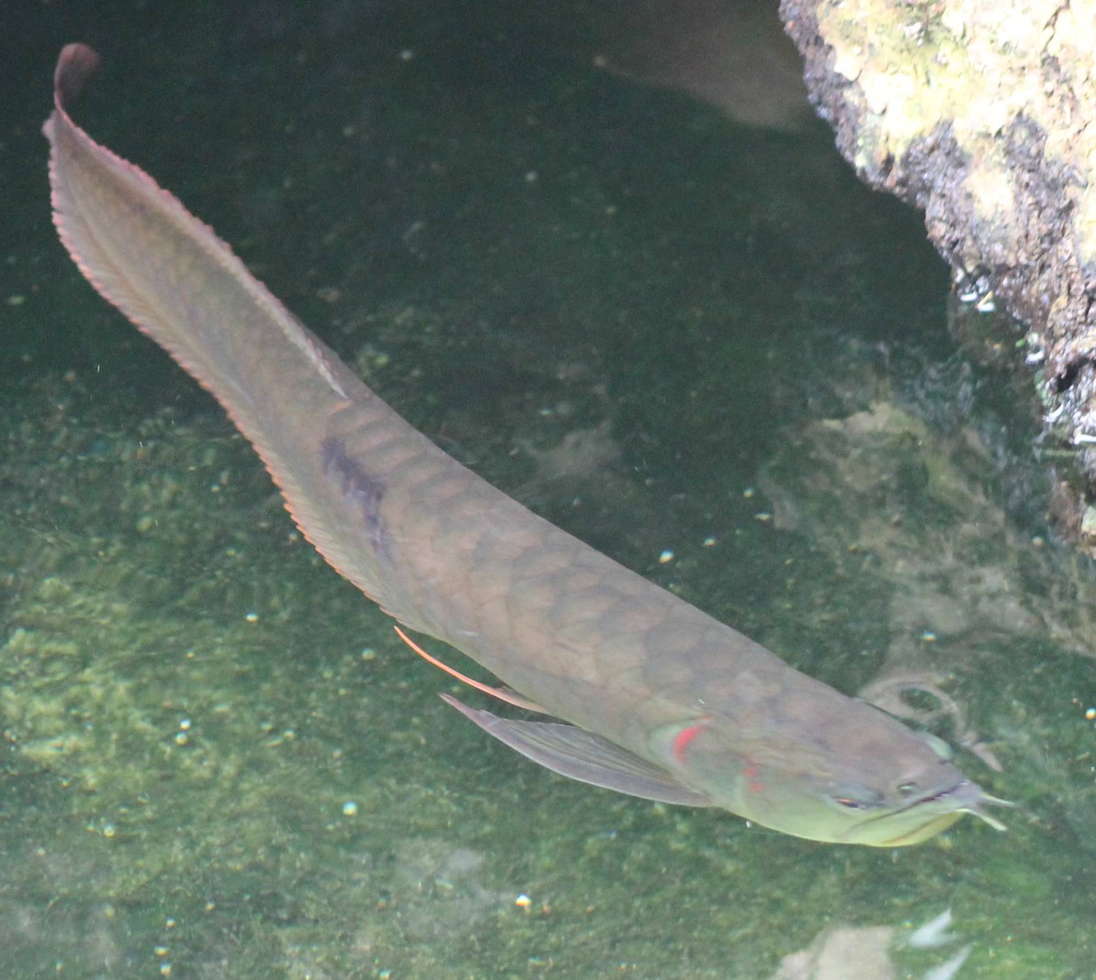 Arapaima