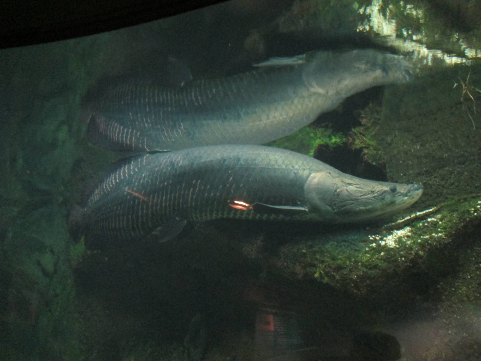Arapaima