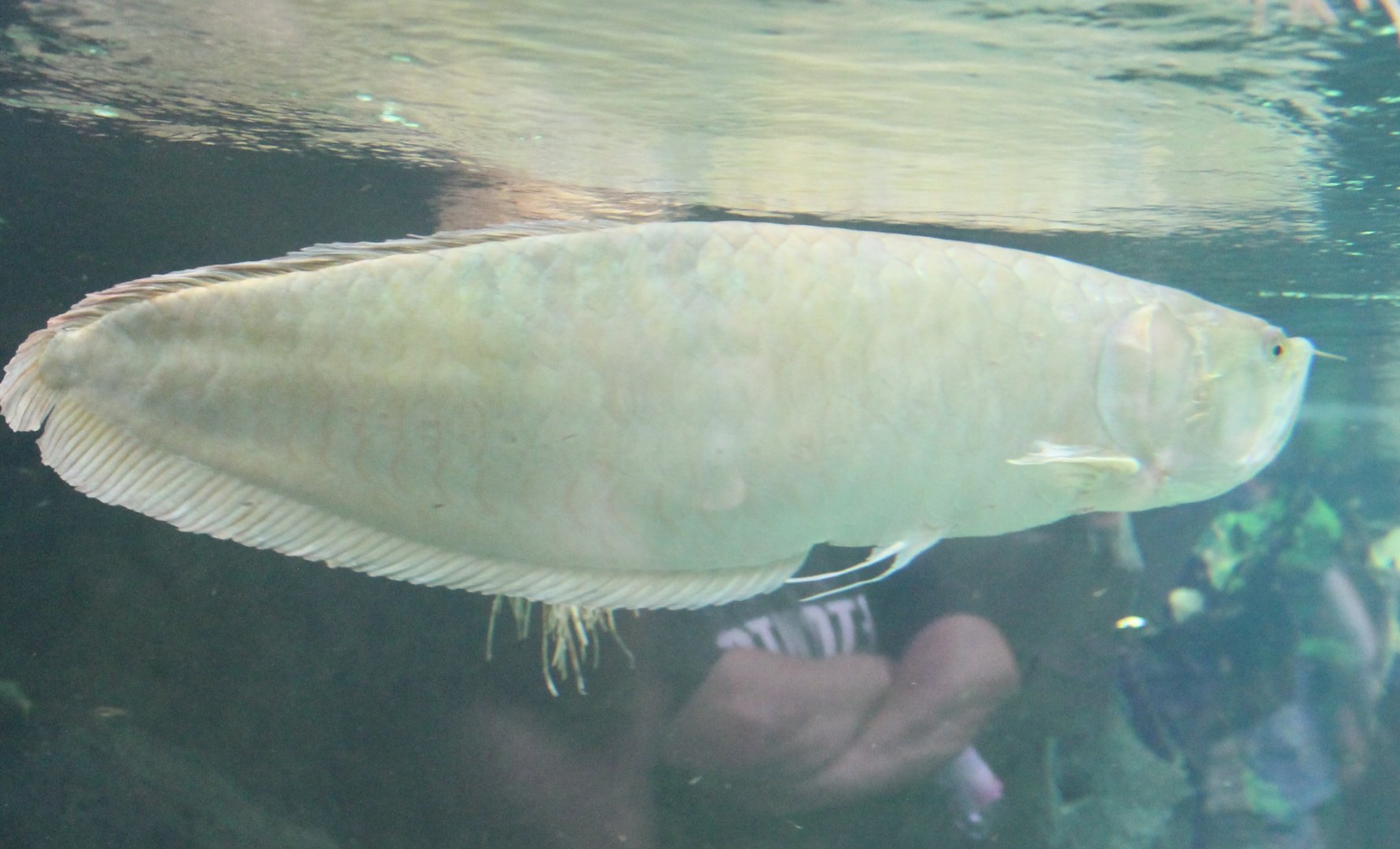 Arapaima