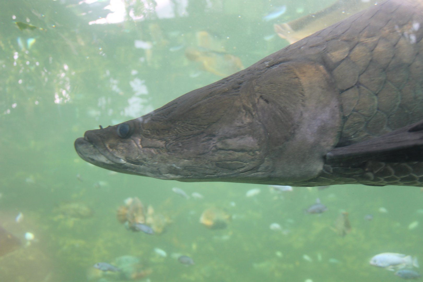 Arapaima
