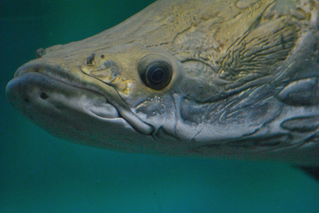 Arapaima