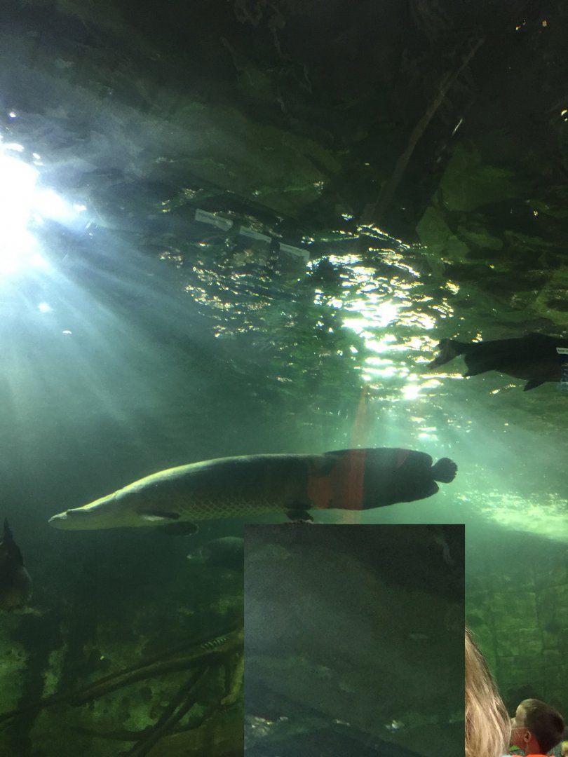 Arapaima