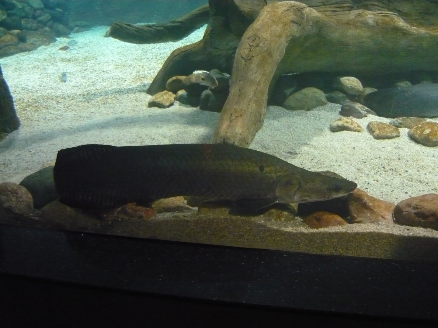 Arapaima