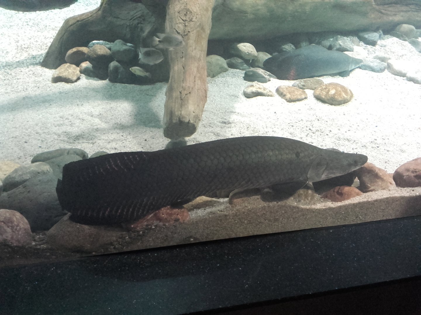 Arapaima