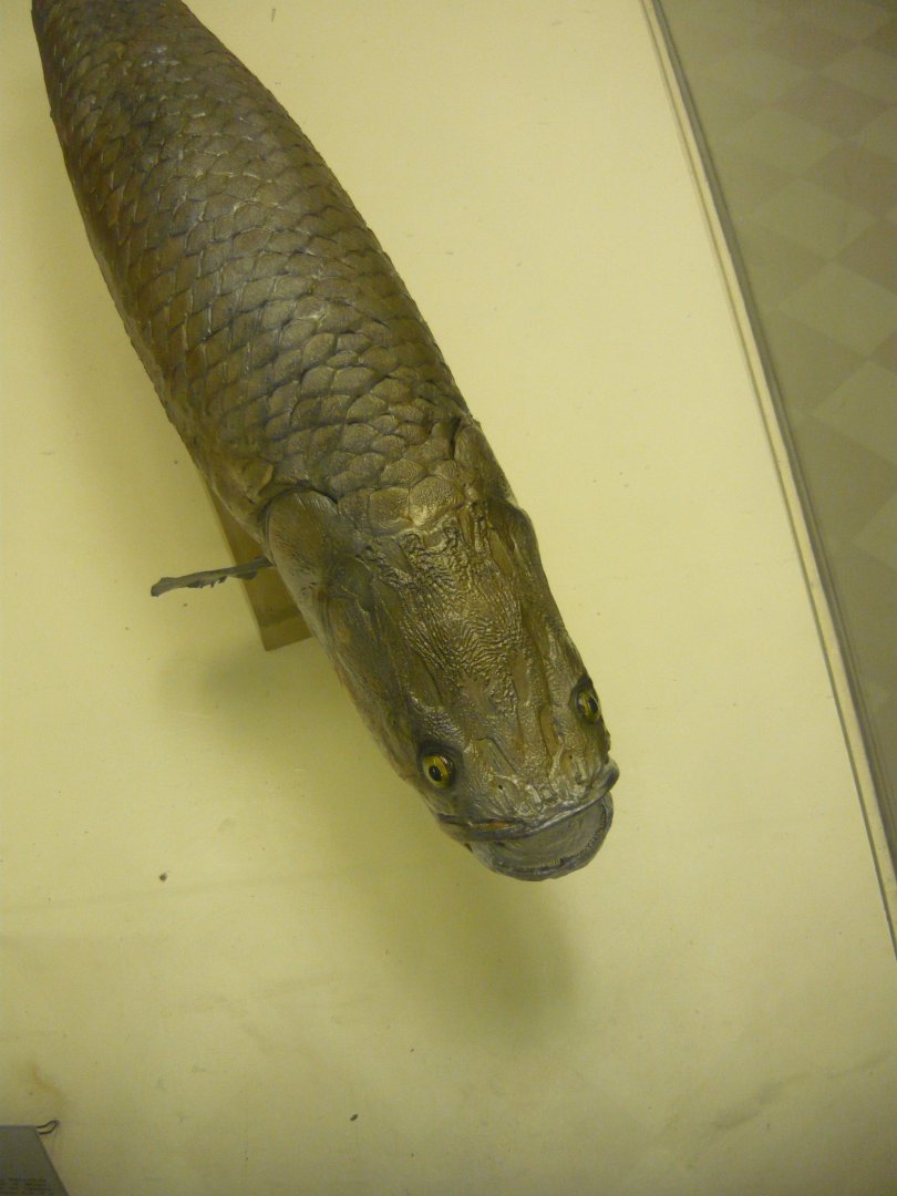 Arapaima