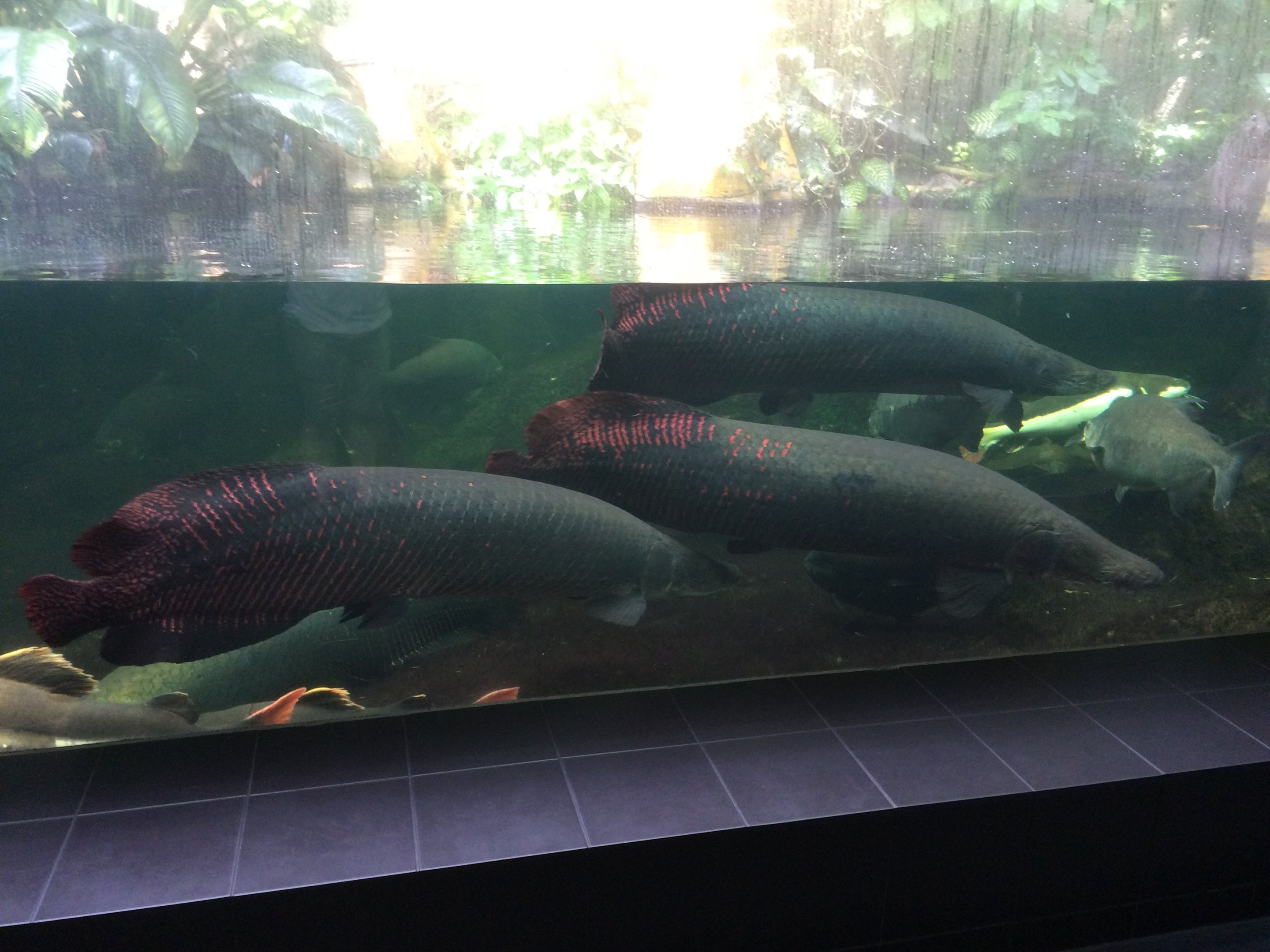 Arapaima