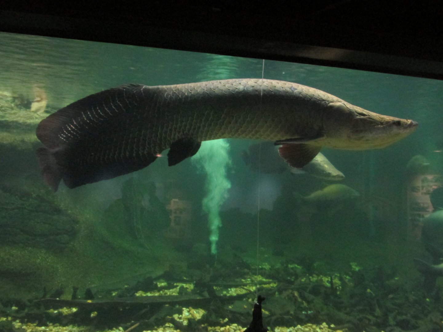 arapaima