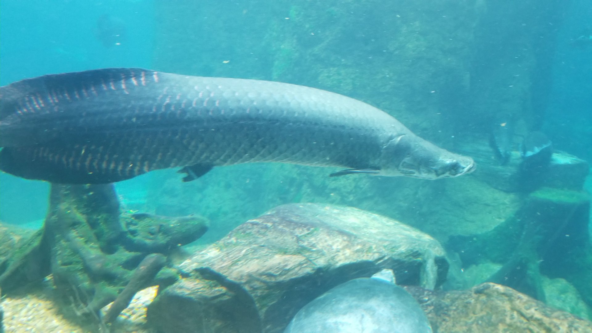Arapaima