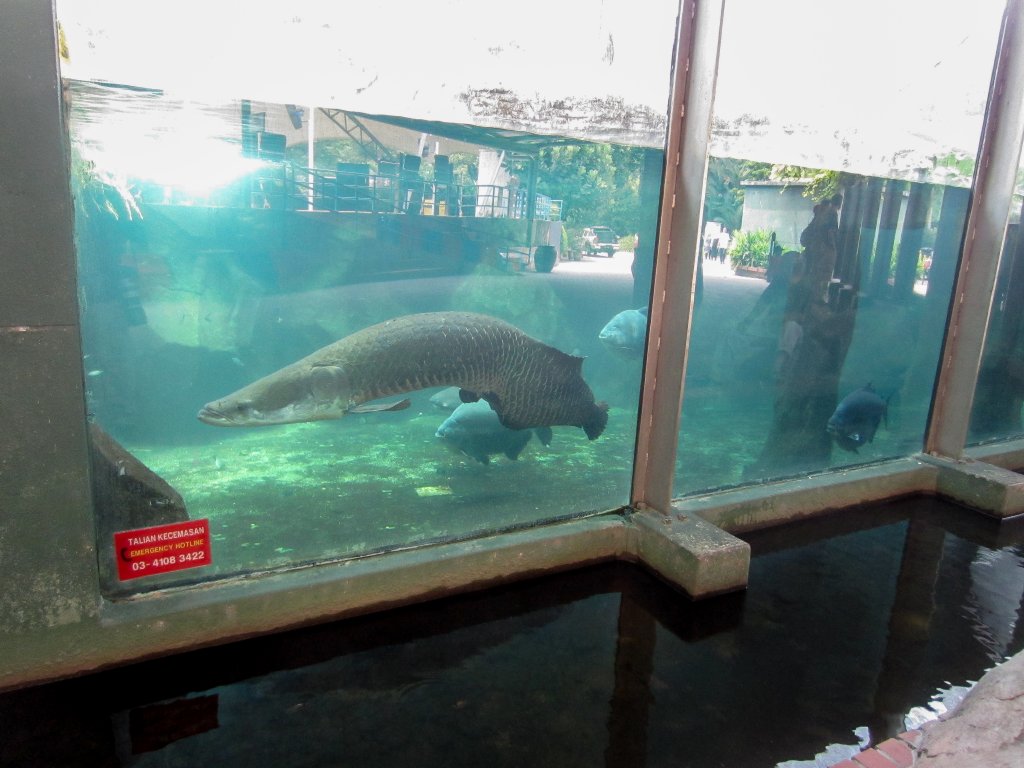 Arapaima