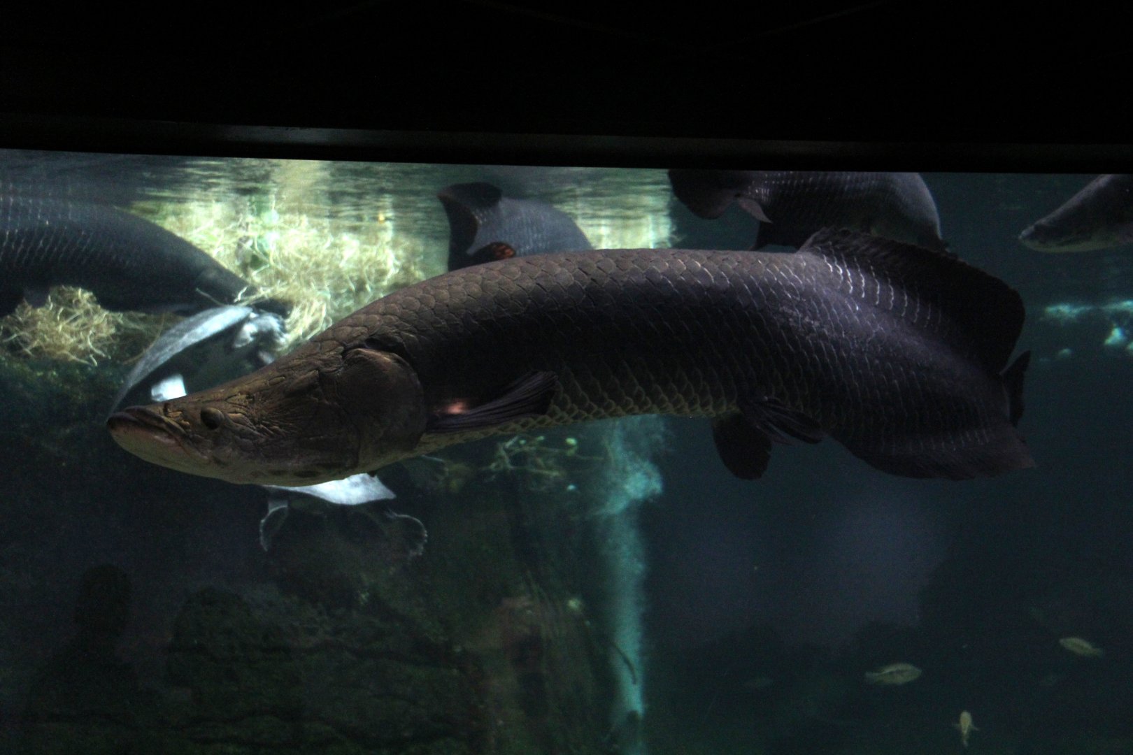 Arapaima