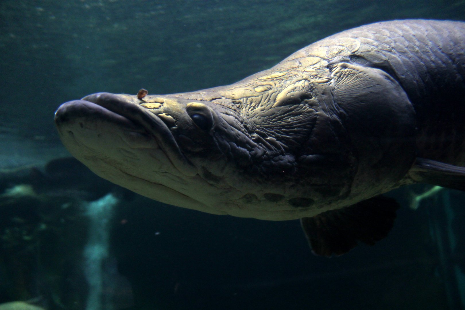 Arapaima
