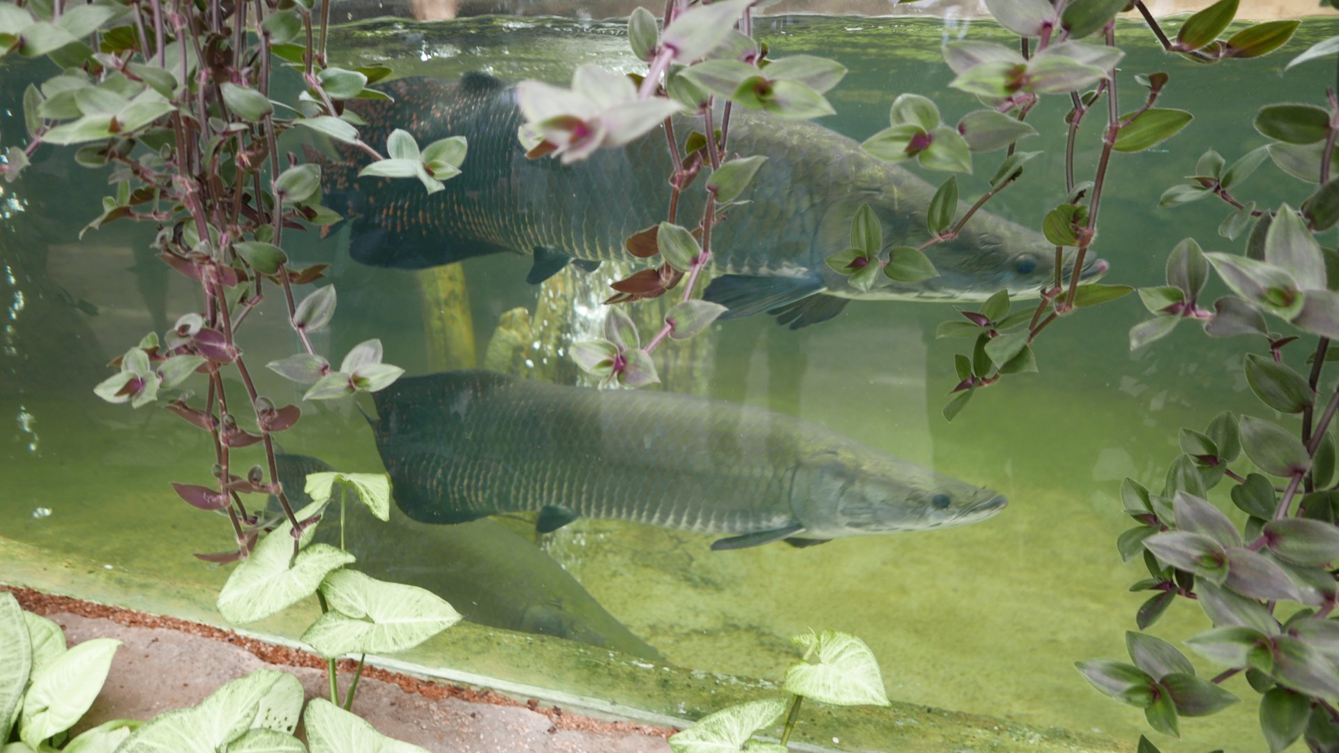 Arapaima