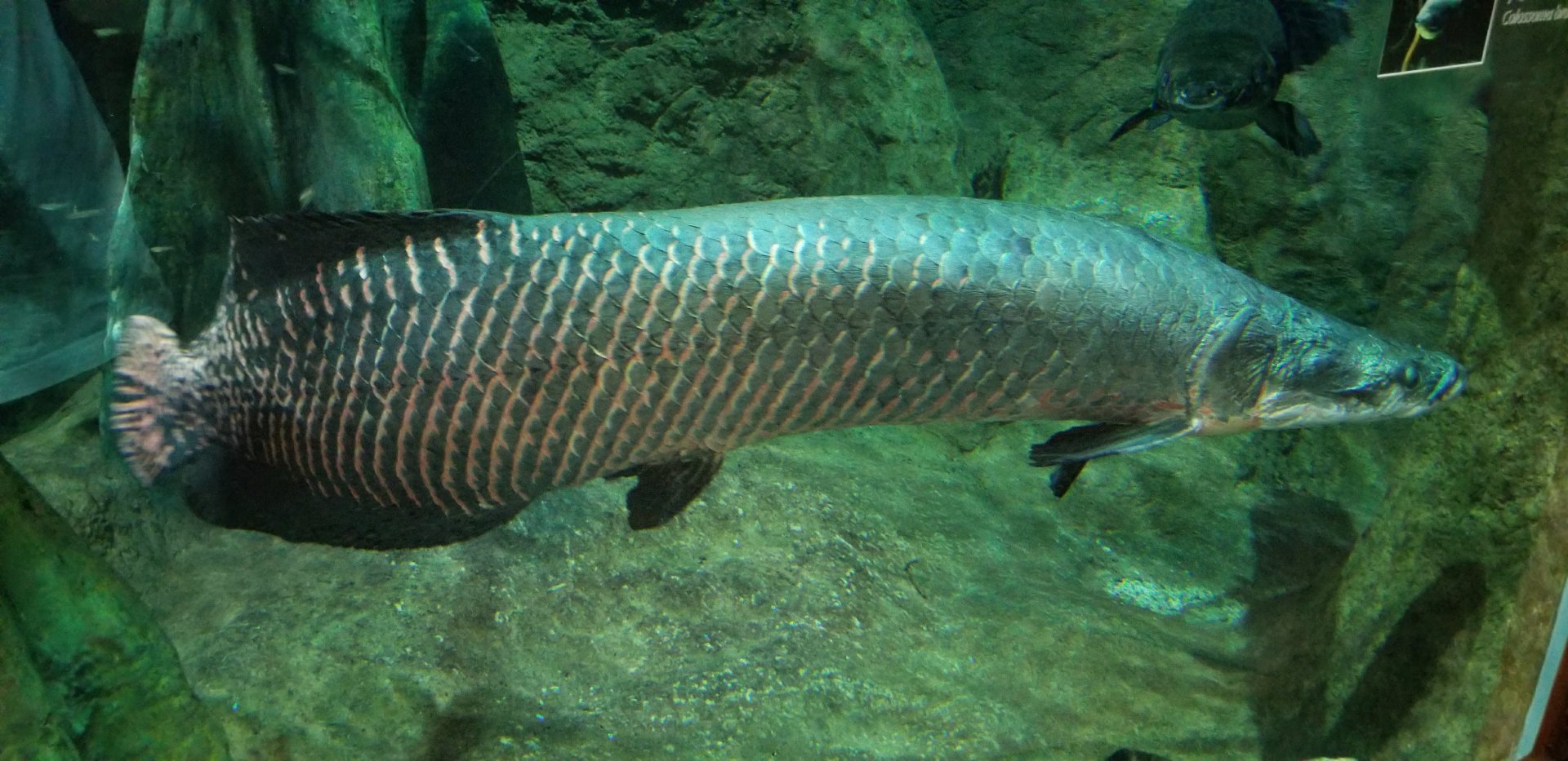 Arapaima