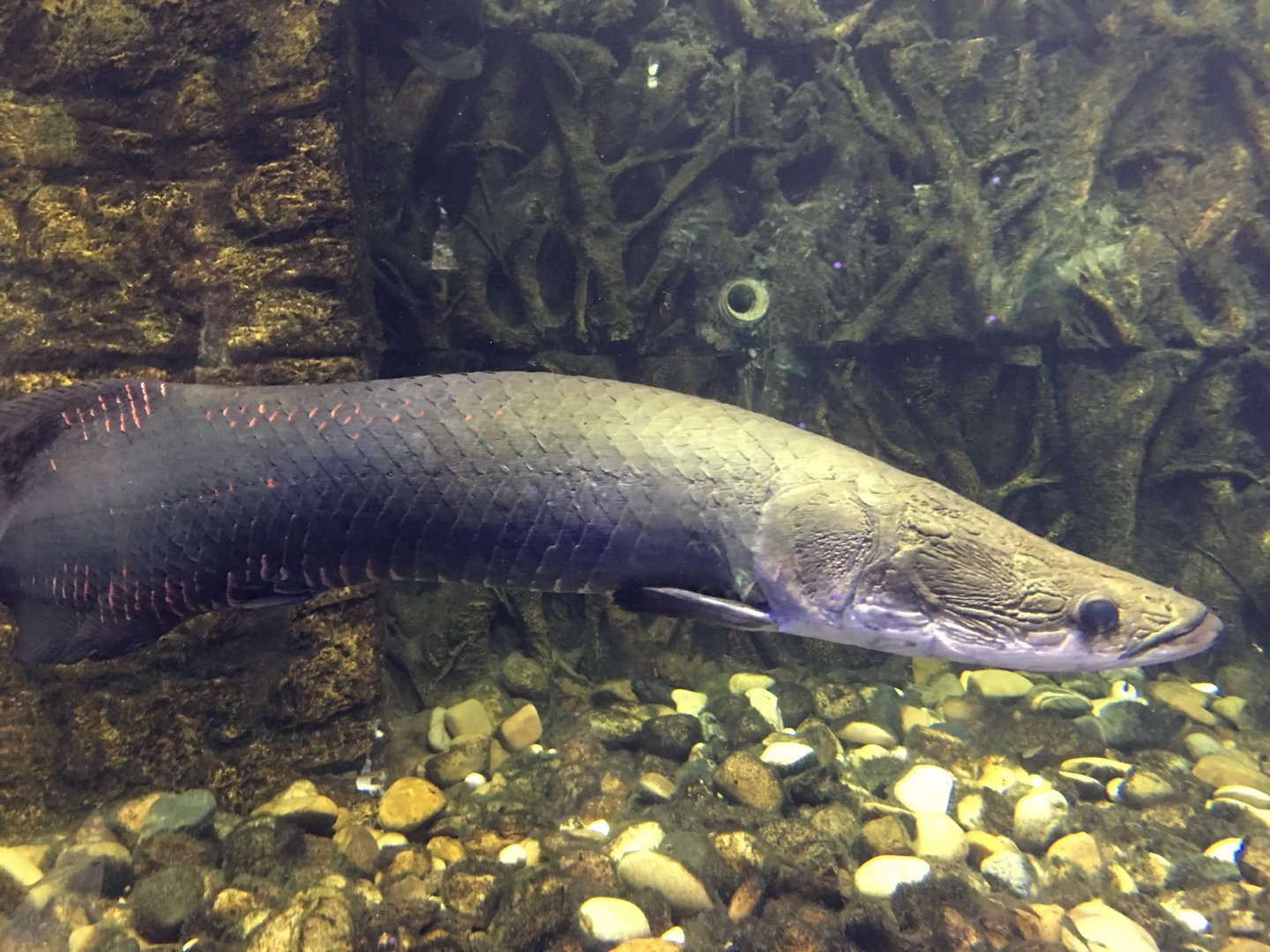 Arapaima