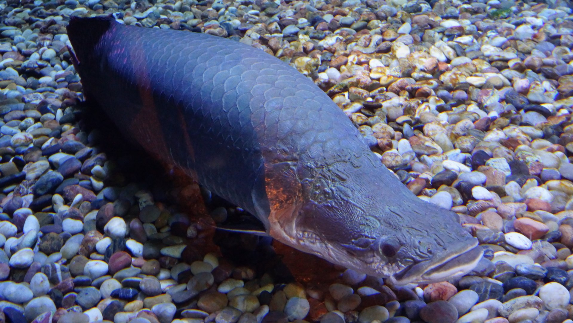 Arapaima