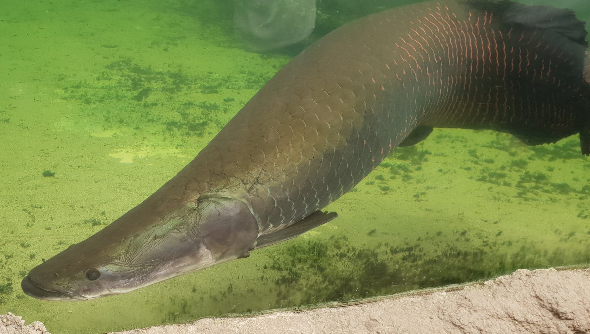 Arapaima